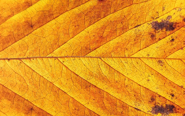 Autumn Leaf Detail Yellow Autumn Leaf Macro Background Colorful Fall — Stock Photo, Image