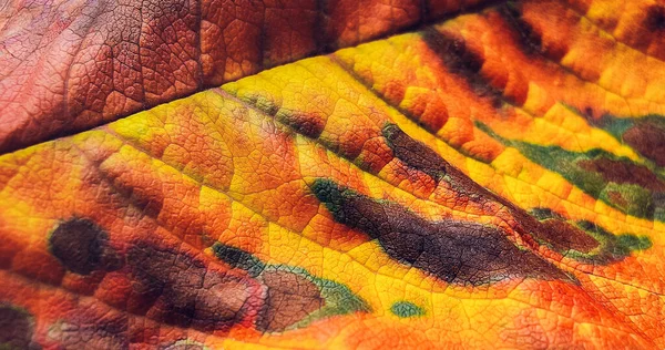 Detail Colorful Autumn Leaf Macro Background Fall Leaf — Stock Photo, Image