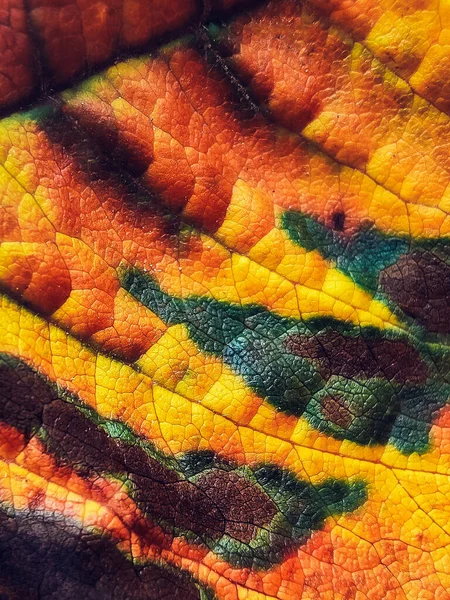 Detail Barevného Podzimního Listu Makro Pozadí Podzimního Listu Teplá Barva — Stock fotografie