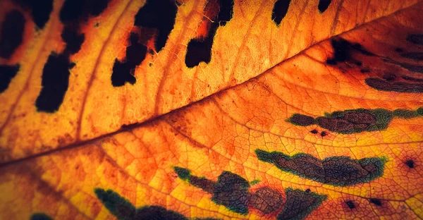 Detalhe Folha Outono Colorido Fundo Macro Folha Queda Laranja — Fotografia de Stock