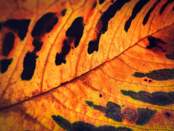 Detail Colorful Autumn Leaf Macro Background Orange Fall Leaf — Stock Photo, Image
