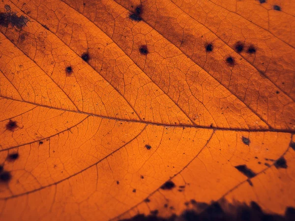 Detail Orange Autumn Leaf Macro Background Colorful Fall Leaf — Stock Photo, Image
