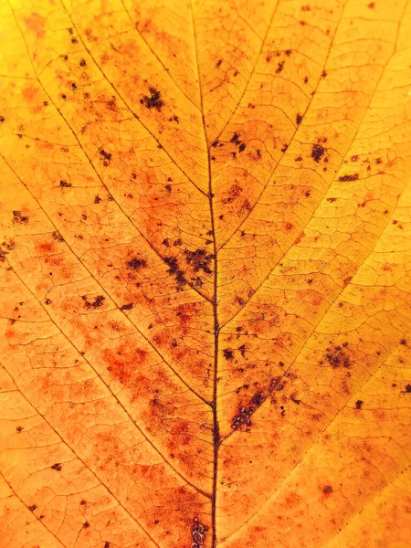 Detail Orange Autumn Leaf Macro Background Colorful Fall Leaf — Stock Photo, Image