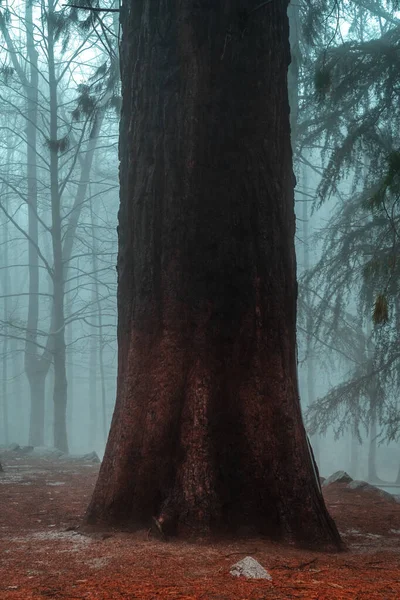 Grote Rode Sequoia Een Mistig Natuurpark Natuurpark Montseny Osona Valles — Stockfoto