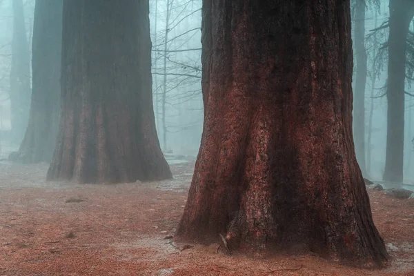 Grandes Séquoias Rouges Dans Parc Naturel Brumeux Parc Naturel Montseny — Photo