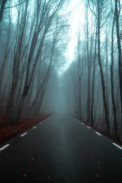 Rejtélyes Hegyi Sűrű Köddel Egy Kísérteties Őszi Vagy Téli Erdő — Stock Fotó