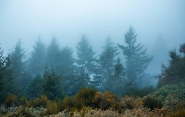Köknar ağaçları, çam ağaçları ve eğreltiotlarıyla dolu bir manzara. Sis ve kopyalama alanı olan kış manzarası.