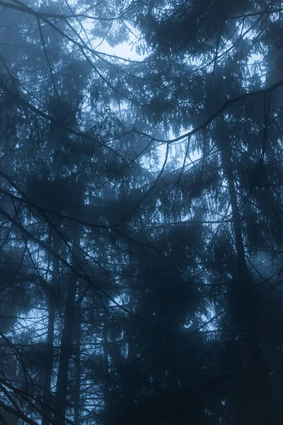 Bosque Nocturno Con Niebla Pinos Oscuros Hora Azul Misterioso Oscuro — Foto de Stock