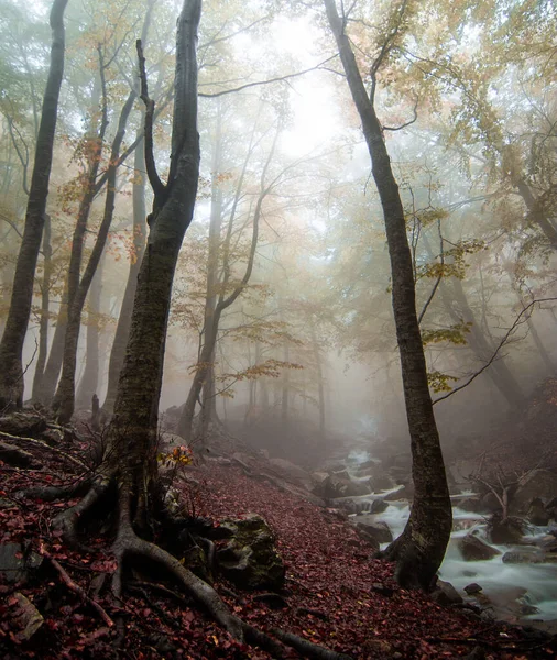 Bosco Autunnale Con Nebbia Colori Autunnali Foresta Faggi Con Bellissimo — Foto Stock