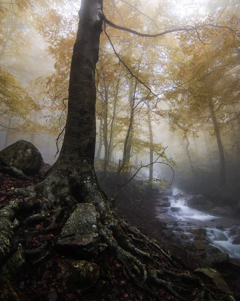 Antico Albero Dalle Radici Impressionanti Paesaggio Una Foresta Autunno Con — Foto Stock