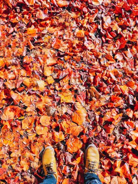 Sonbahar yapraklarının yaprakları arasında yürüyen isimsiz biri. Turuncu ve kırmızı akçaağaç yaprakları. Bacak manzarası ve klasik ayakkabılar. Dikey.