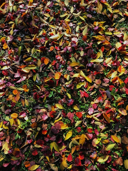 色の異なる秋の葉の背景 公園の地面にオレンジ 緑の秋の葉 — ストック写真