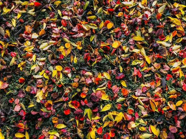 Fundo Folhas Outono Caídas Cores Diferentes Laranja Vermelho Amarelo Verde — Fotografia de Stock