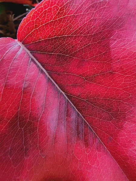 Осінній Червоний Лист Крупним Планом Вид Осіннє Листя Макро Абстрактний — стокове фото