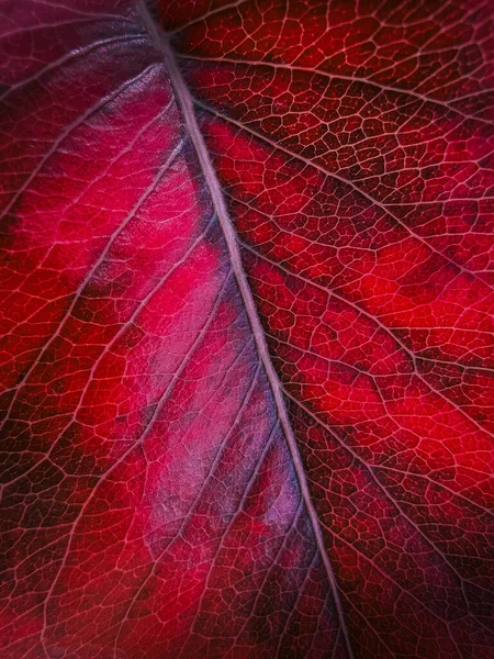 Autumn Red Leaf Close View Fall Leaf Macro Abstract Background — Stock Photo, Image