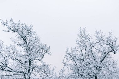 Karlı ağaçlarla dolu bir Noel arkaplanı. Ağaç dalları karla kaplıydı. Karlı bir manzara. Metin ve kopyalanmış boşluk ile birlikte kartpostal veya noel selamlaması.