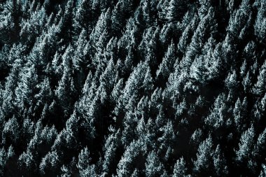 Karla kaplı beyaz ağaçlarla kışın en üst manzarası. Soyut manzara. Noel konsepti, arkaplan, duvar kağıdı, desen.