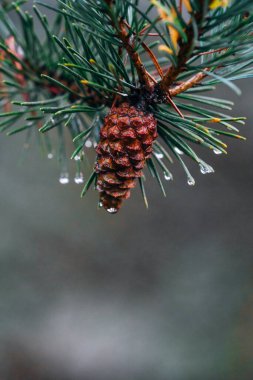 Doğal çözünmüş arka planda çam kozalağı. Köknar ağacındaki bir dalda taze kozalak yakın plan. Noel konsepti. Sembolik doğal tatil unsuru, doğal elementler. Metin için alanı olan duvar kağıdı.