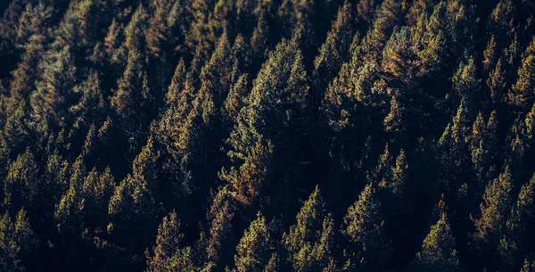 Tájkép Egy Alpesi Erdőben Fenyőfákkal Meleg Napnyugta Vagy Napkelte Fényében — Stock Fotó