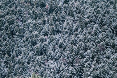 Beyaz çam ağaçlarının karla kaplı olduğu kış manzarası. Soyut manzara, süsleme deseni. Noel konsepti, arkaplan, duvar kağıdı.