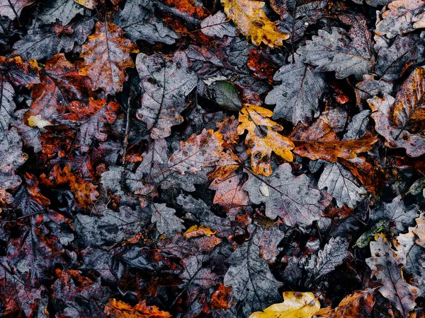 Texture Autumn Oak Leaves Fallen Ground Closeup View Brown Fall — Stock Photo, Image
