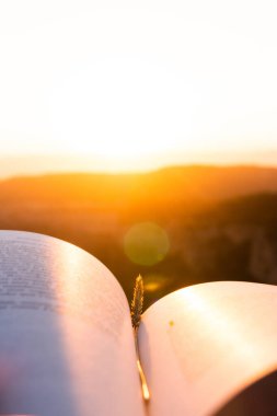 Gün ışığı altında açık bir kitap buğday çivisi ile. Eğitim ve bilgelik kavramı. İlham kaynağı olarak doğaya açılmak..