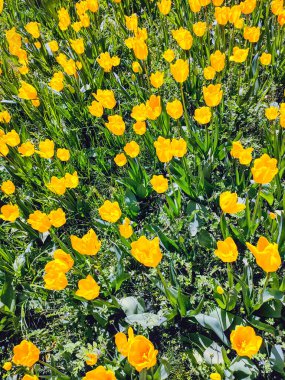 Sarı lale çiçekleri ve çiçeklerle dolu bir bahar çayırı. Sarı çiçekli bir yay tarlasının doymuş fotoğrafı. Doğa konsepti. Güzel havanın gelişi..
