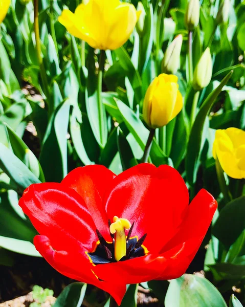 Kırmızı Lale Çiçeği Çiçek Arkaplanı Manzarayı Kapat Çiçeklerle Dolu Bir — Stok fotoğraf