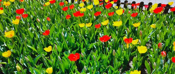 Parque Primavera Con Una Gran Cantidad Flores Tulipán Rojo Amarillo — Foto de Stock