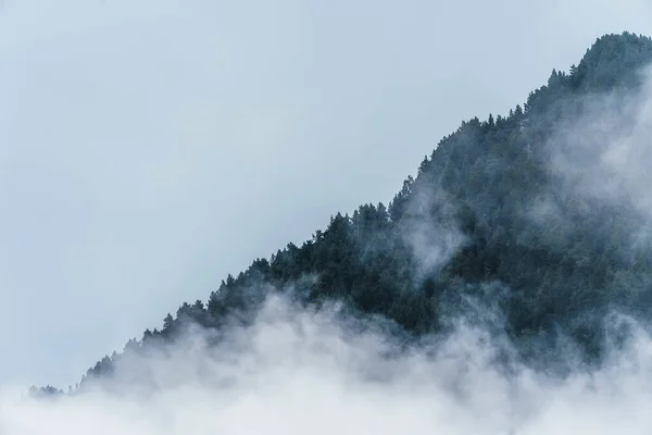 モミの森の木とヴィンテージレトロなヒップスタースタイルのコピースペースと霧霧霧の霧の山の風景 — ストック写真