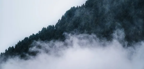 薄暗い朝の雰囲気の中でモミの森の木やコピースペースと霧霧霧の霧の山の風景 松の木 暗いトーン ヴィンテージとレトロなスタイル — ストック写真