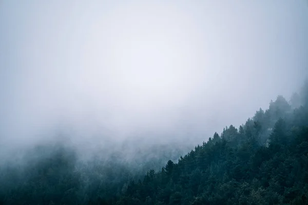 Ködös Hegyvidéki Táj Fenyőerdőkkel Másoló Terekkel Borús Reggeli Hangulatban Fenyőfák — Stock Fotó