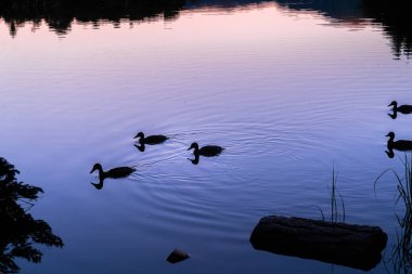 Güneşin doğuşunda ya da alp gölünde gün batımında ördeklerin silueti. Tatil kavramı, yaz tatili, rahatlama ve kopukluk. Vahşi doğa.