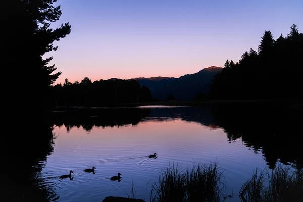 Bella Alba Tramonto Lago Alpino Con Silhouette Alcune Anatre Nei — Foto Stock