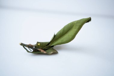 Mandarin taze, doğal yeşil bir fotoğraf bırakır.