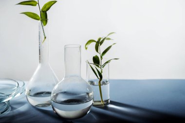 Laboratuvar şişesinde yeşil yaprak bitkileri, kozmetolojide çevre dostu ürünler, konsept.