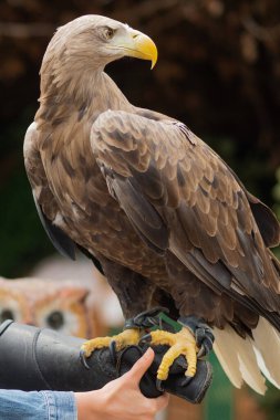 Dağ kartalı bir üreticinin elinde oturur.,