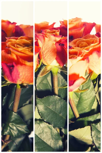 Couleur Roses Fond, Fond de fleurs — Photo