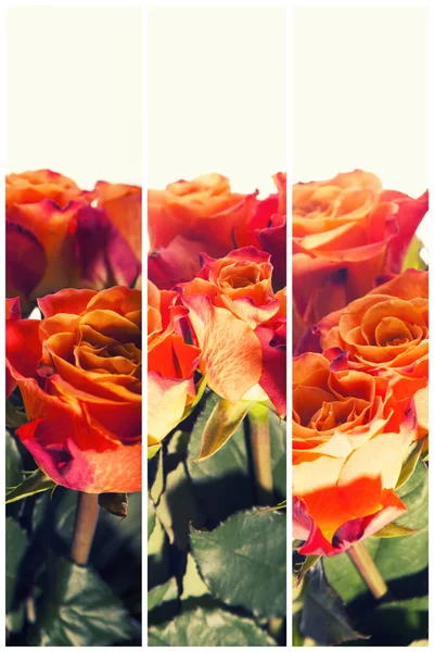 Color Rosas Fondo, Fondo de flores — Foto de Stock