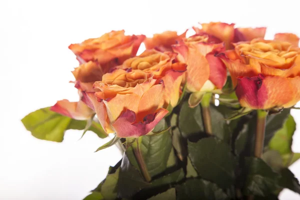 Fondo de rosas, Fondo de flores — Foto de Stock