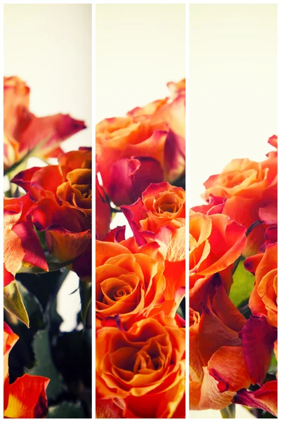Roses Fond, Fond de fleurs — Photo