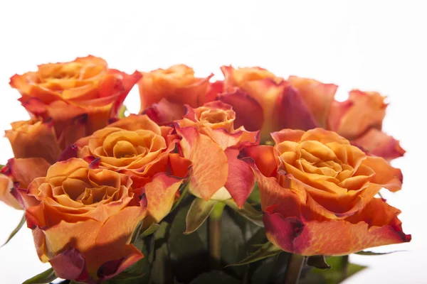 Fondo de rosas, Fondo de flores — Foto de Stock