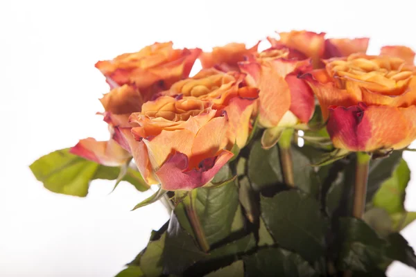 Fondo de rosas, Fondo de flores — Foto de Stock