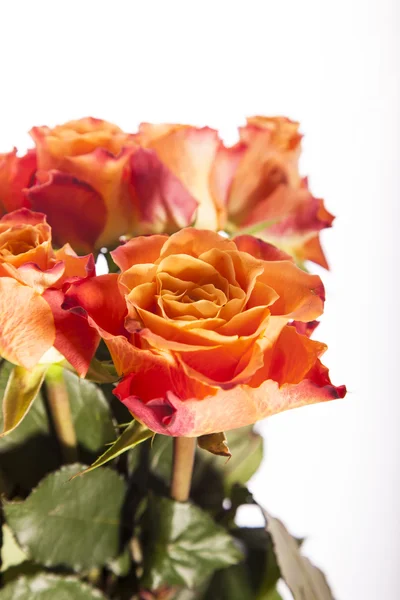 Fondo de rosas, Fondo de flores — Foto de Stock