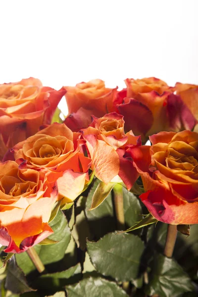 Fondo de rosas, Fondo de flores — Foto de Stock