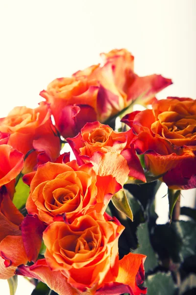 Fondo de rosas, Fondo de flores — Foto de Stock
