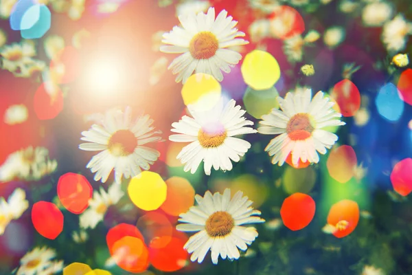 花背景与五颜六色的 bokeh, 抽象的花春天背景 — 图库照片