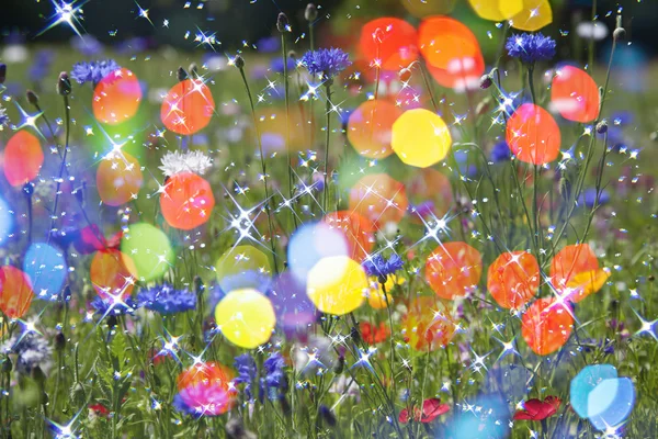 花背景与五颜六色的 bokeh, 抽象的花春天背景 — 图库照片