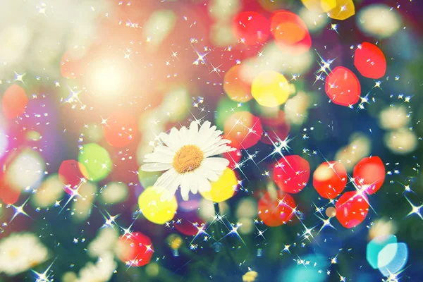 Fundo de flor com bokeh colorido, fundo de primavera floral abstrato — Fotografia de Stock