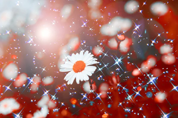 Blume Hintergrund mit bunten Bokeh, abstrakte blumige Frühling Hintergrund — Stockfoto